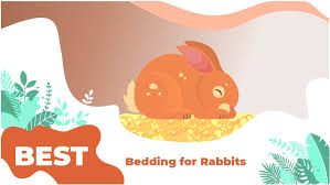 the 5 best bedding for rabbits in 2021