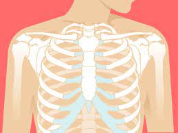 It's easy to feel the bottom of this cage by running your fingers along the sides and front of your body, a few your ribs come in pairs, and the left and right sides of each pair are exactly the same. How Many Ribs Does A Person Have Anatomy And Rib Pain Causes