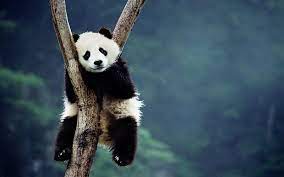lazy panda panda bear tree