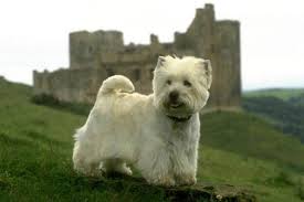 Y en torno a los 20 cm /25 cm. West Highland White Terrier Westie Puppies For Sale From Reputable Dog Breeders