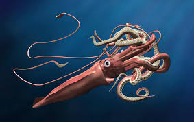 legendary giant squid s genome