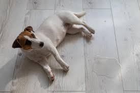 best flooring for dogs that