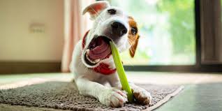 can dogs eat celery safe food and