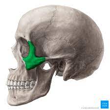 Can you learn the names of your major bones? Viscerocranium Anatomy Of The Facial Skeleton Kenhub