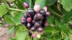 Water Berry (Syzygium cordatum) a tasty African Fruit - YouTube