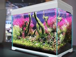 10 fish tank design ideas for a