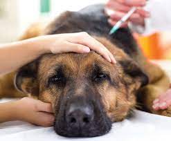 If you are worried your dog might have lymphoma, or if you have. Canine Lymphoma Bluepearl Pet Hospital