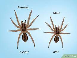 how to identify a wolf spider 12 steps