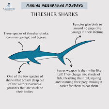 Oceanswell - How do thresher sharks catch their prey? How many species of thresher sharks are there? Find out by taking a look at today's Marine Megafauna Monday. Thresher sharks are listed