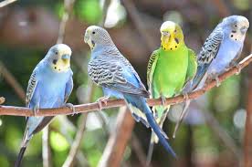 Our pet budgies need company from fellow budgies. Learn All About Pet Budgie Birds