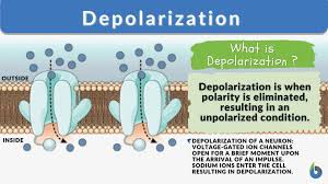 depolarization definition and