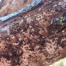 Meyve Yazıcı Böceği/Shothole Borer-Scolytus rugulosus TANIMI VE YAŞAYIŞI  Erginleri yaklaşık 2-3 mm boyunda olup silindir şeklinde, tombul yapılı,  koyu esmer veya parlak siyah renktedir. Erkek ve dişi bireyler birbirine  benzer, ancak erkekler