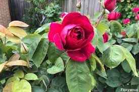How To Plant Grow And Care For Roses
