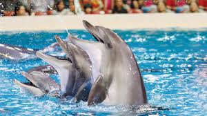 7 Things To Do At The Dubai Dolphinarium Tickets Reviews