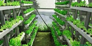 Hal ini akan membuat tanaman tumbuh dan kebun sayuran yang dibuat akan tampak asri. 5 Macam Hidroponik Solusi Berkebun Di Lahan Sempit Yang Menguntungkan Merdeka Com