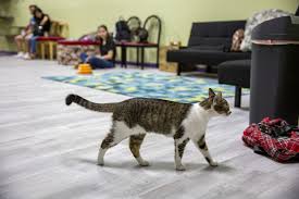 Cat cafés are popping up across the country but this one in west rogers park would be chicago's first. Orlando S New Cat Cafe The Kitty Beautiful Opens Its Doors Chicago Tribune