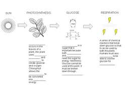 Energy Flow Chart Photosynthesis And Cellular Respiration Graphic Organizer