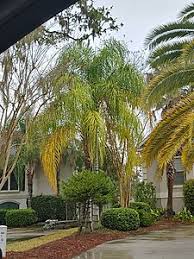 There are 2029 queen palm trees for sale on etsy, and they cost $14.06 on average. Syagrus Romanzoffiana Wikipedia