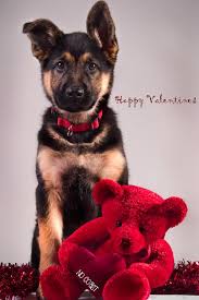 However, valentine's day is not just for lovers. Valentine Dog Puppy Dogs Puppies Happy Valentine S Day German Shepherd Dog Valentines Valentines Day Dog Dog Holiday