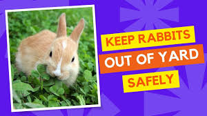 rid of rabbits from your yard