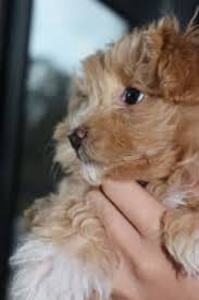 yorkie x mini poodle puppies ready now