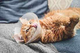 the cat cone a complete owner s guide