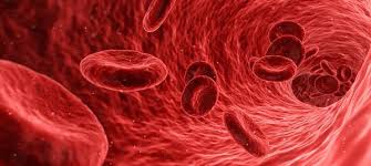 Difference Between Red Blood Cells Rbc And White Blood