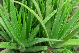 Growing aloe vera in cold climate. 12 Types Of Aloe Plants And Aloe Care Tips For The Garden Hgtv