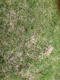 It will take a while for the grass to return to normal. Do I Need To Dethatch Or Aerate Lawnsite Is The Largest And Most Active Online Forum Serving Green Industry Professionals