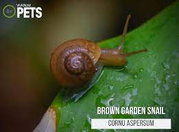 garden snails the ultimate cornu