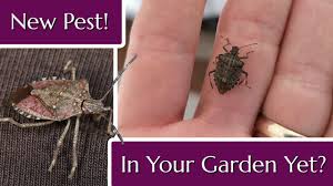 is this pest in your garden yet you