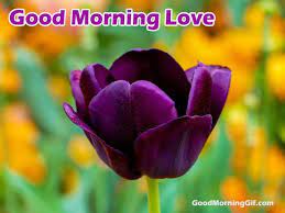 good morning love images picture