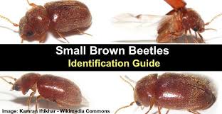 small brown beetles in the house and