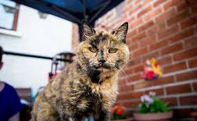 Catsfud march 20, 2019 reply. World S Oldest Living Cats How To Tell If Your Cat Will Be One Modkat