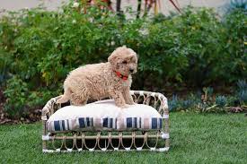 crate size for goldendoodle with expert