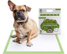 the best pads for dogs review in