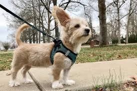 shorkie poo shih tzu yorkie poodle