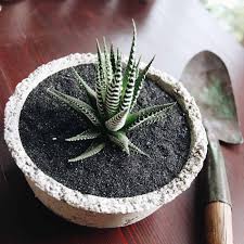 succulent bowl creations for a touch of