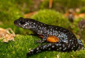 Salamanders Of Pennsylvania 22 Species 2 20 Inches Blue
