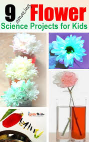 Do you know that flowers can drink up water and change their own colors into the color of the water they drink? 9 Amazing Flower Science Projects For Kids