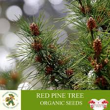 Red Pine Tree Organic Seeds 10 Count