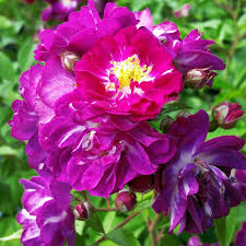 Majestätische edelrosen, üppige ramblerrosen oder kleine zwergrosen. Perennial Blue Ramblerrose Gartencenter Bartels 22 95