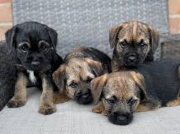 border terrier dog breed ukpets