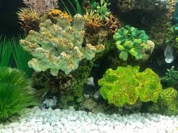remove brown algae from your fish tank