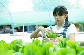 Asian Girl Picking Vegetables