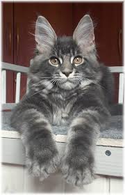 33 Memorable Maine Coon Color Chart