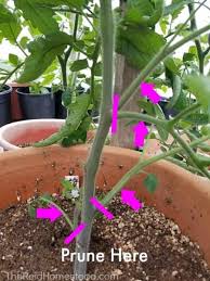 how to prune tomato plants the reid