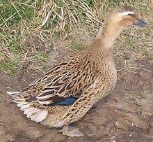 List Of Duck Breeds Wikipedia