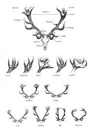20 You Will Love Antler Chart