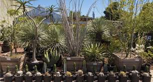 Cactus Jungle Nursery And Garden